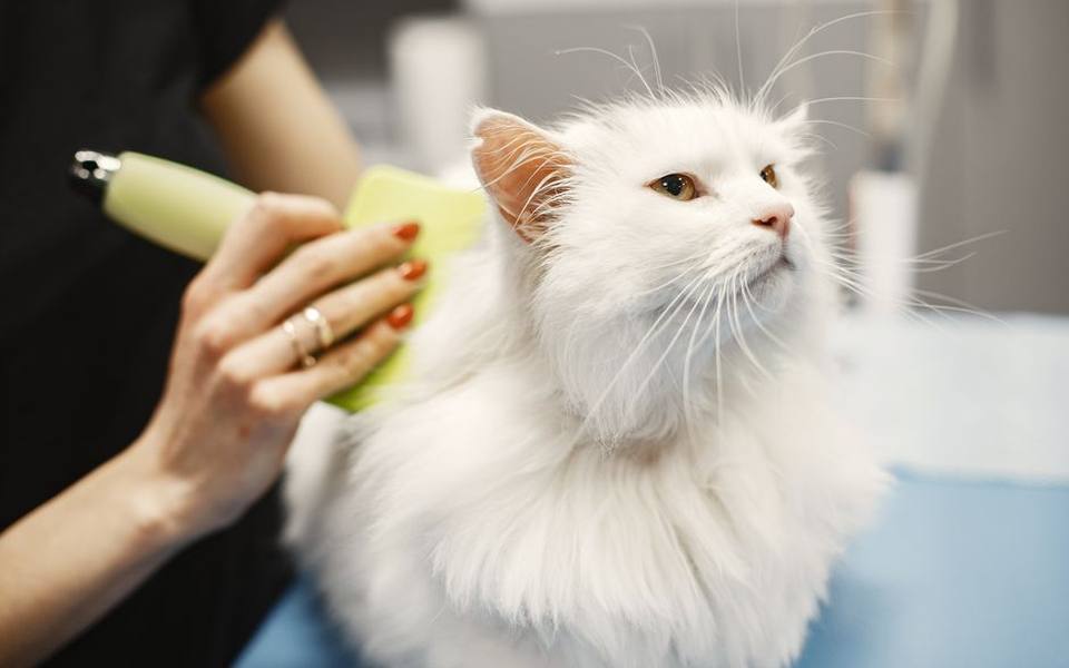 Managing Long-Haired Breeds and Dense Undercoats