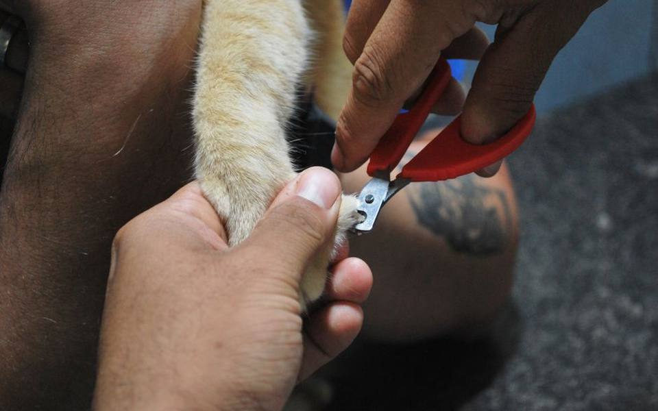 Safe Techniques for Feline Nail Trimming at Home
