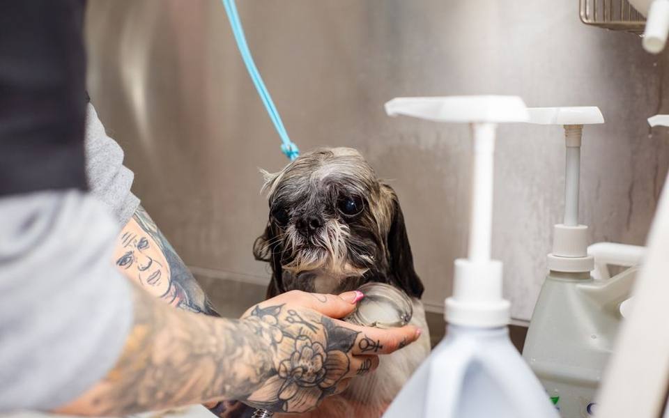 Getting Your Pet Fresh and Clean for the Celebration