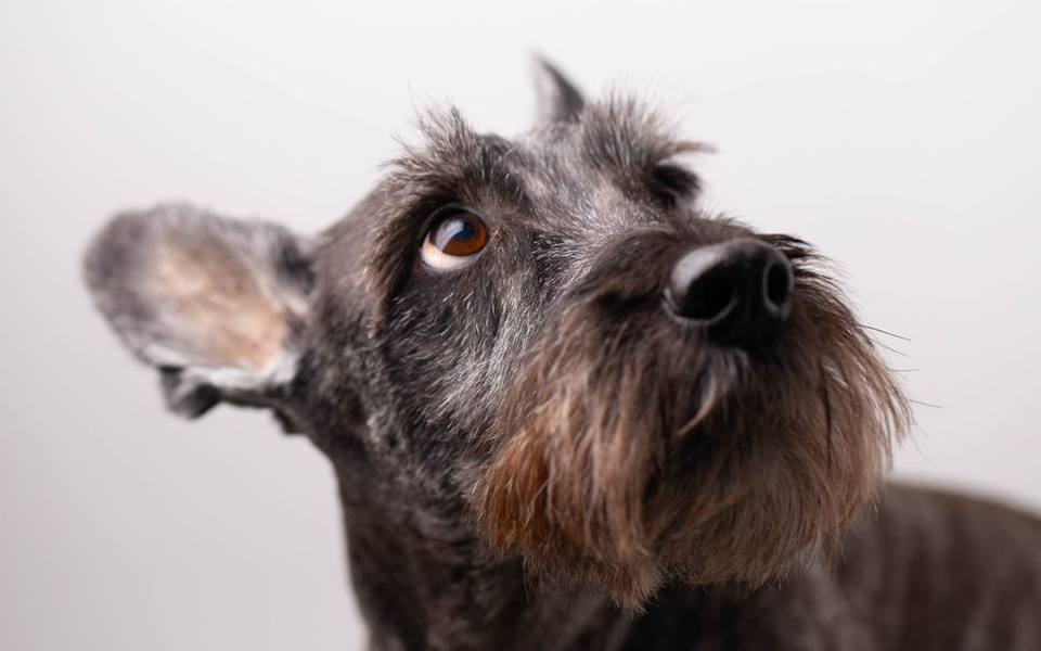 Maintaining the Standard Schnauzer Profile