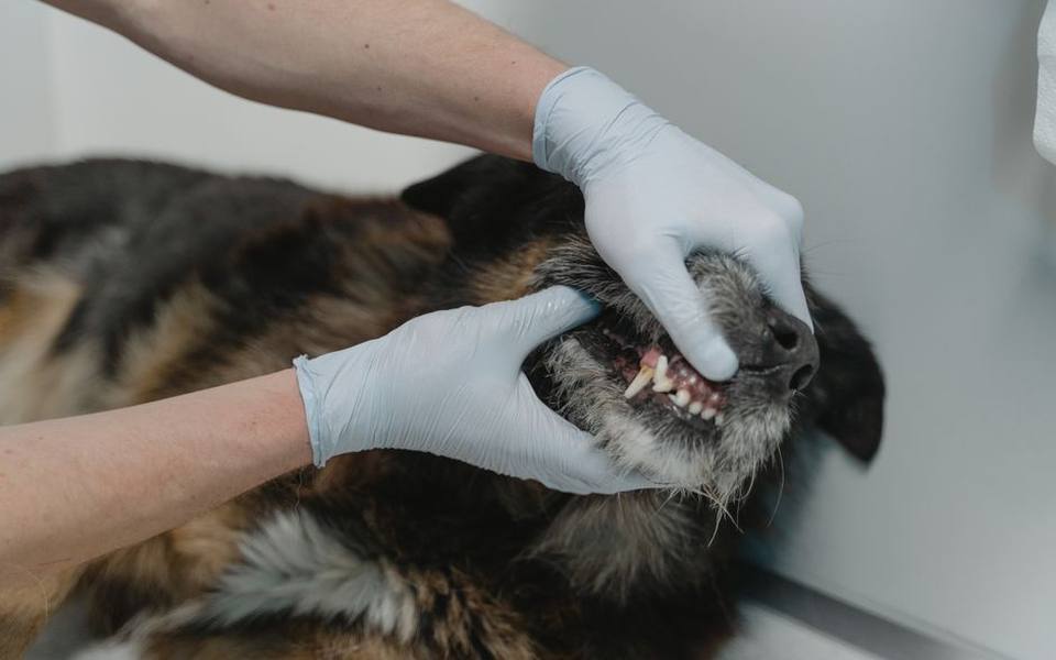 When Professional Dental Cleaning Is Necessary