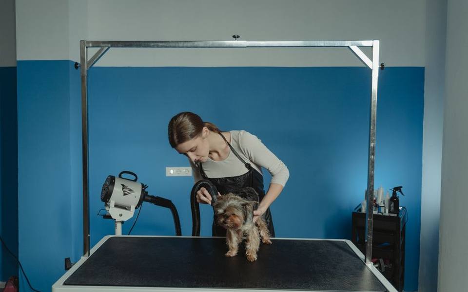 High-Velocity Dryers Versus Standard Household Blow Dryers