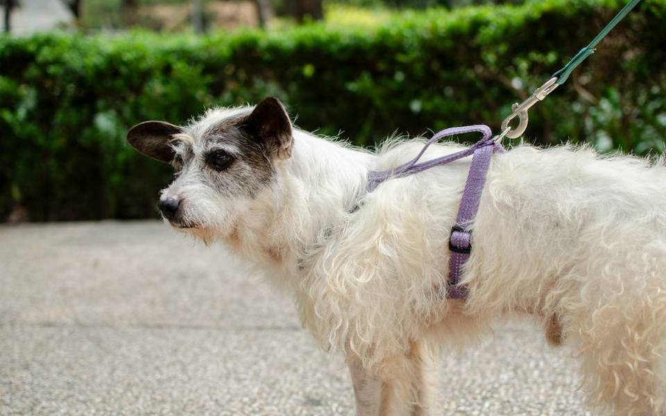 Understanding Pet-Safe Hair Color and Creative Dyes