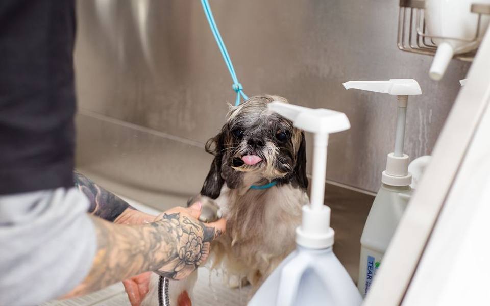 Grooming Bay Protocols and Facility Etiquette
