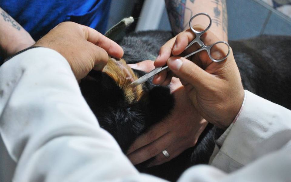 Knowing When to Seek Veterinary Intervention