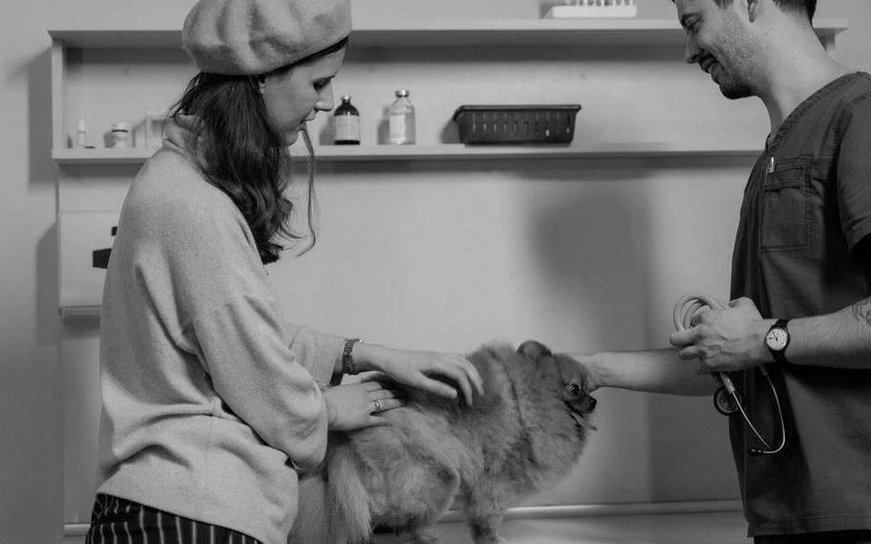 Integrating Ear Care into Full Bathing and Grooming