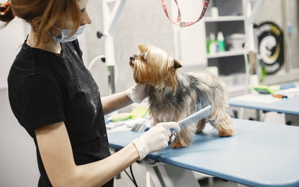 Medicated Dips and Dedicated Tick Baths