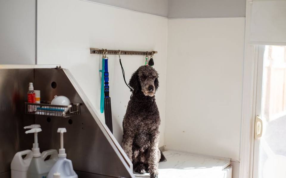 What to Expect at National Retail Pet Store Chains