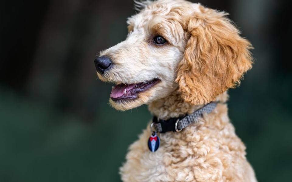 Goldendoodle Grooming Styles from Utility Trims to Teddy Bears