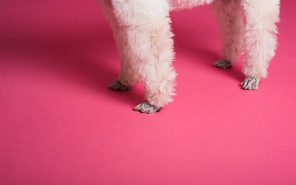 Popular Miniature Poodle Hairstyles and Profile Clips