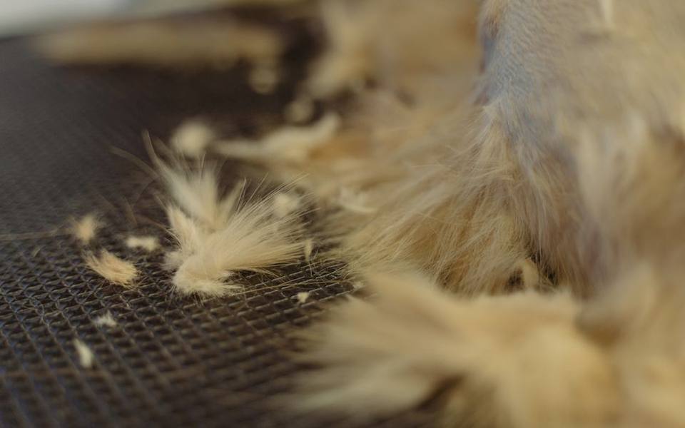 Understanding the Pomeranian Haircut and Puppy Trims