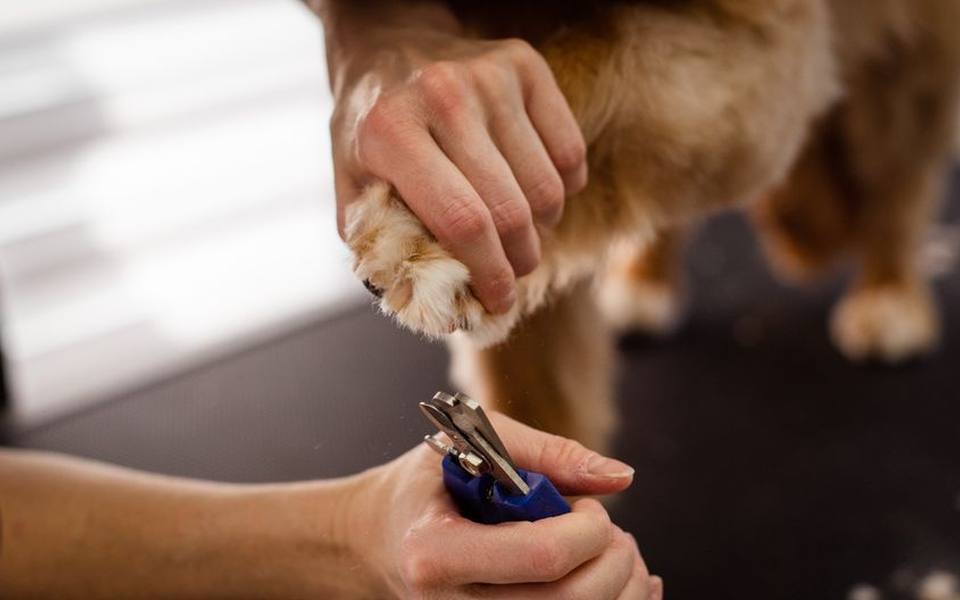 Essential Hygiene Trims, Paw Care, and Line Work