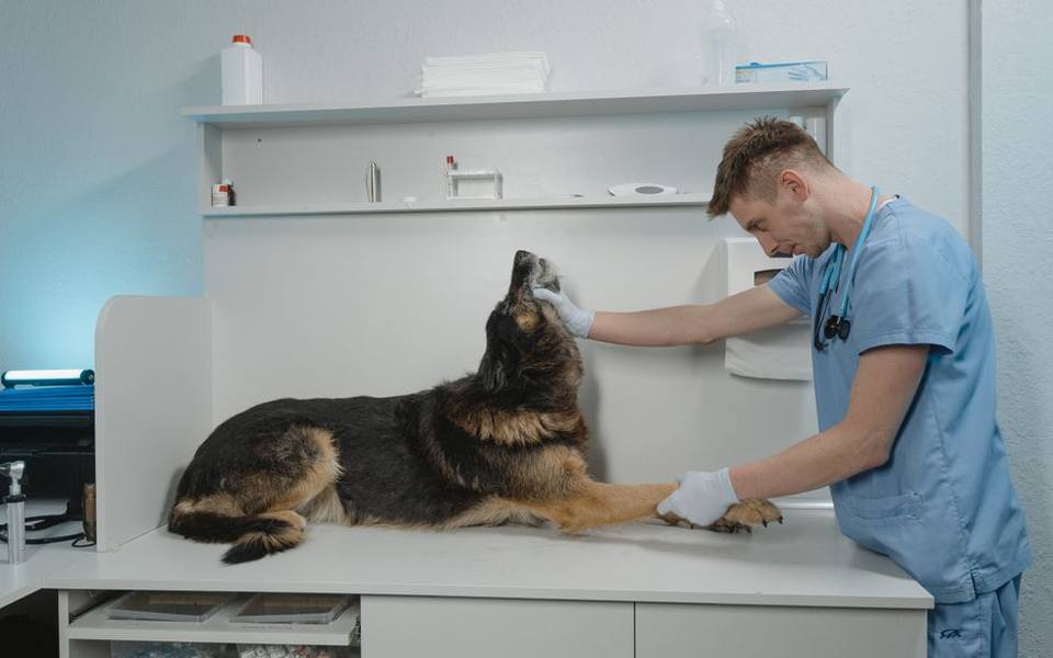 Veterinary Medications That Interrupt the Itch Cycle