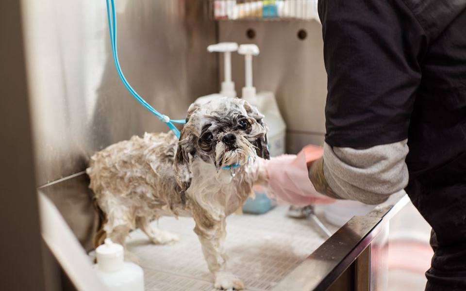 How Flea Shampoos Work to Eliminate Live Pests