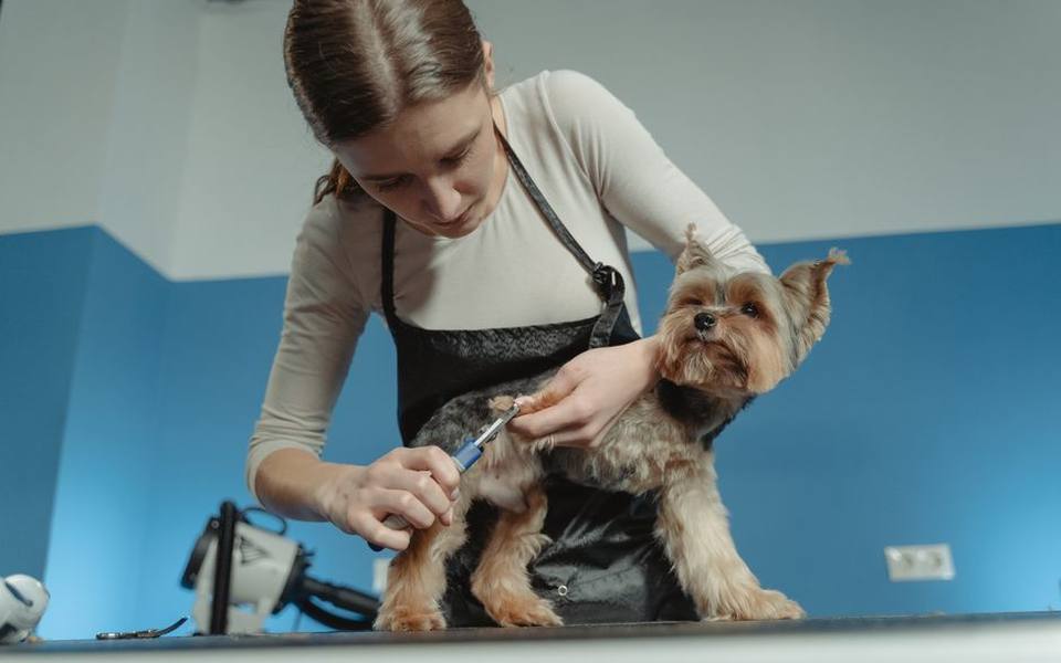 Application Protocol, Patch Testing, and Pet Comfort