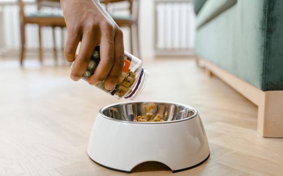 Dietary Support for Coat Health