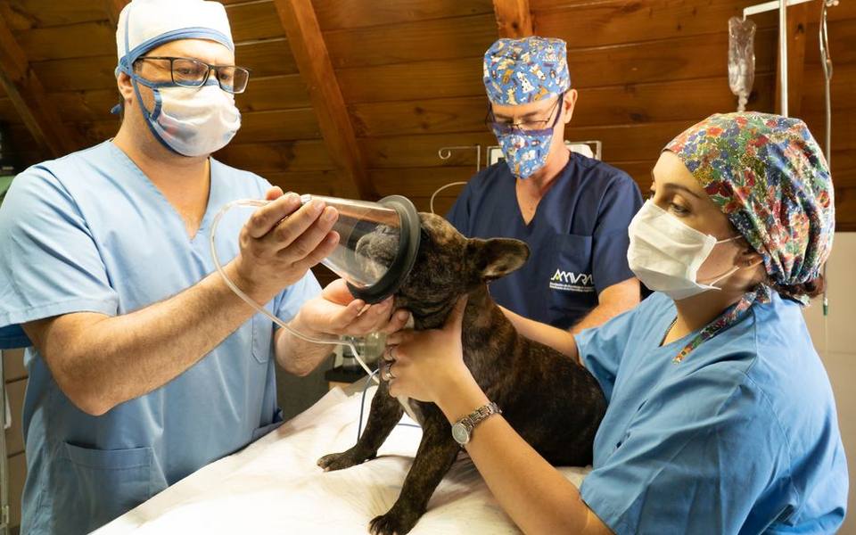 Full Veterinary Dental Cleaning Under Anesthesia