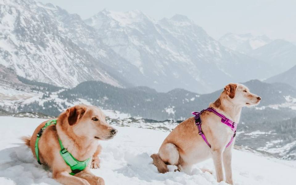 Navigating Walking Equipment and Collar Options