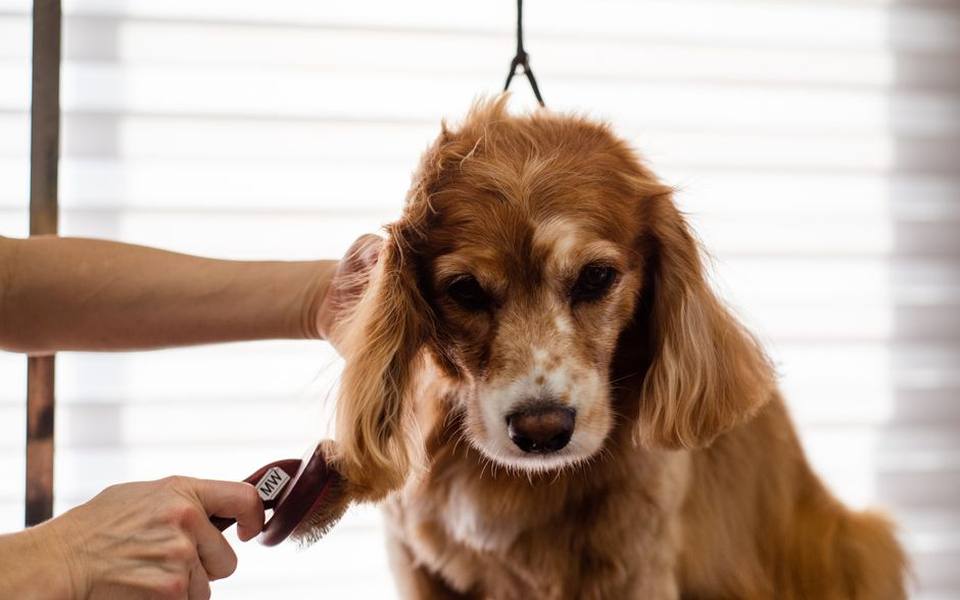 Selecting the Right Slicker for Doodles and Curly Coats
