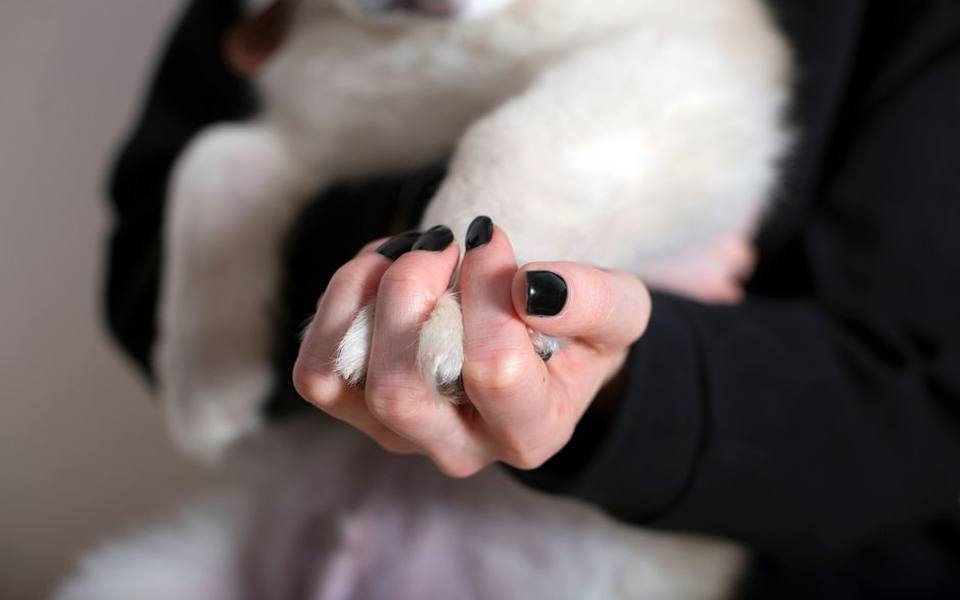Step-by-Step Paw Preparation and Polish Application