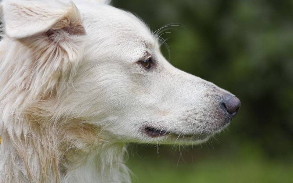 Spotting normal wax compared to active ear infections