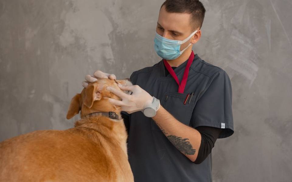 When to skip home washing and consult a veterinarian