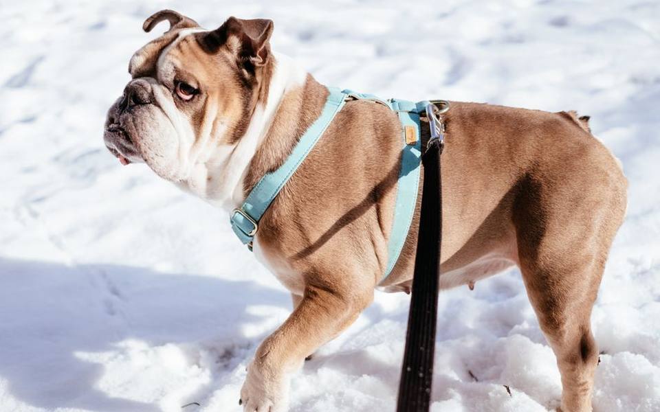 Booking Platforms Versus Dedicated Pet Care Agencies