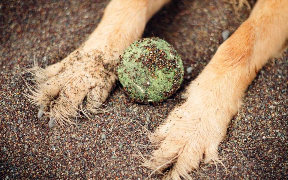 Managing Inclement Weather, Dirty Paws, and Post-Walk Grooming