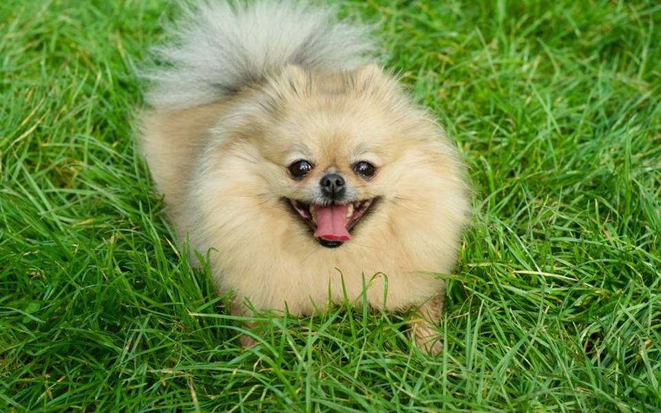 Recognizing When Your Dog Needs Relief