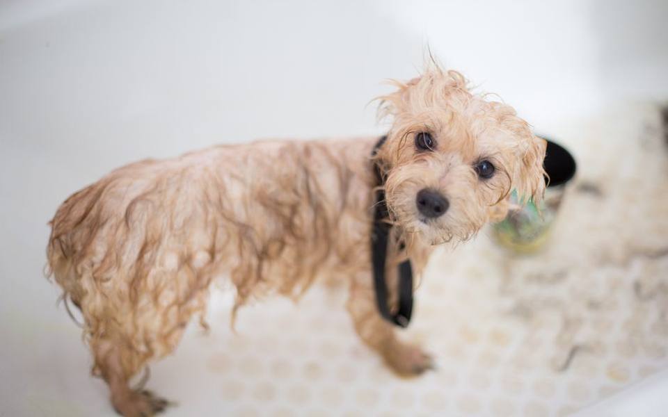 Why Bathing Immediately After Is Essential