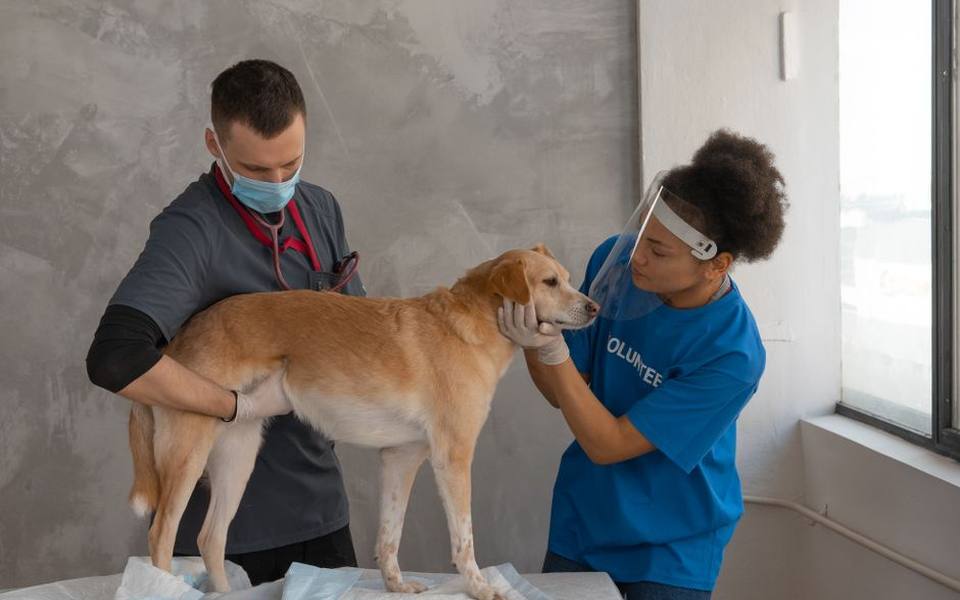 When to Step Back and Call the Vet