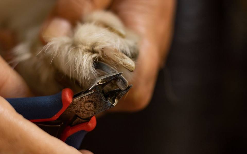 Low-Noise and Multi-Speed Grinders for Anxious Dogs