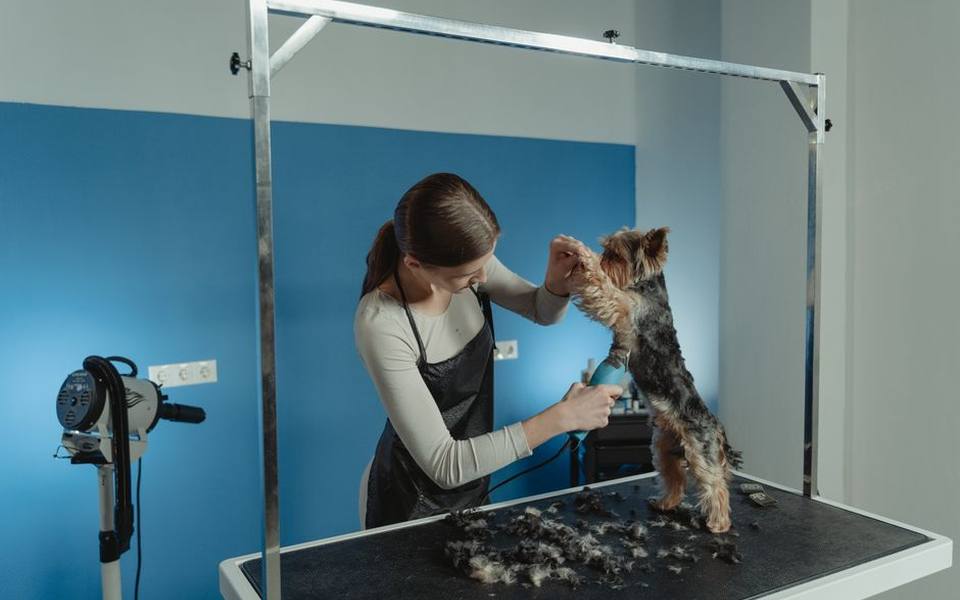 Yorkshire Terrier Styles from Short Clips to Topknots