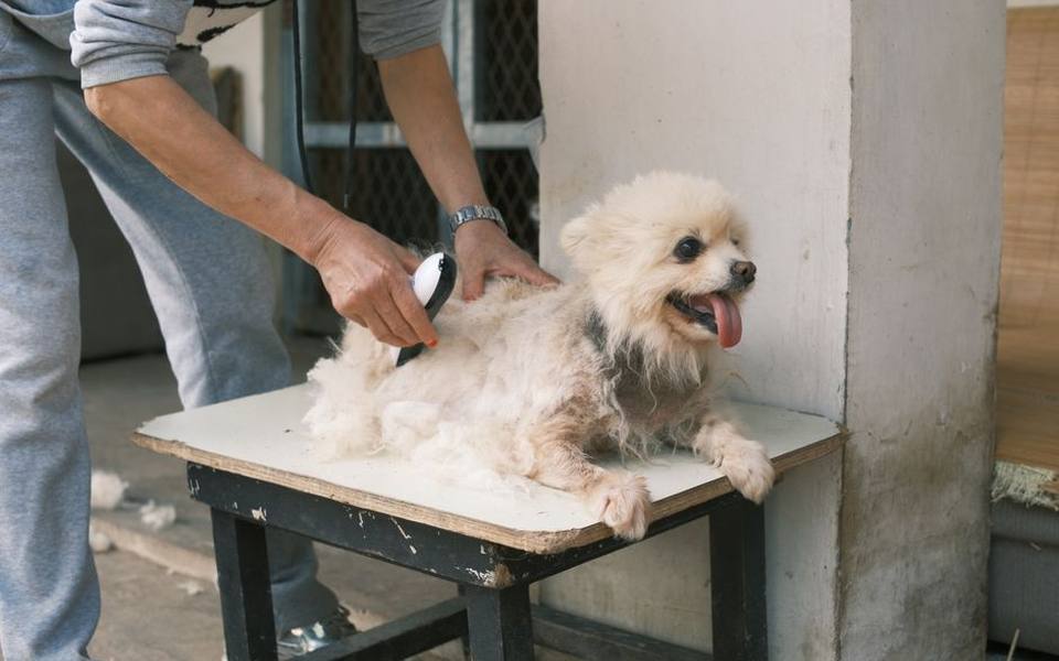 Blades, Guards, and Home Grooming Limits