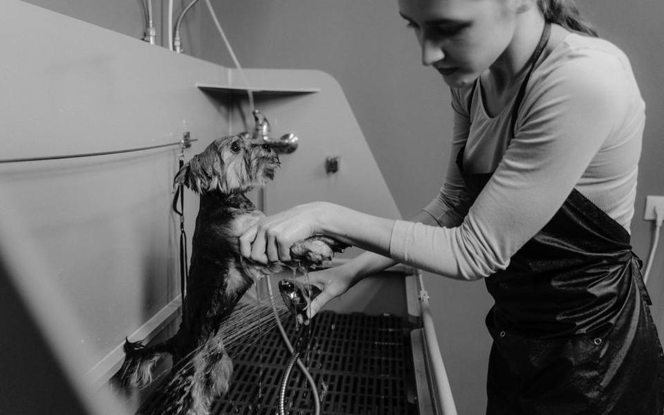 How Self-Serve Dog Wash Pricing Typically Works